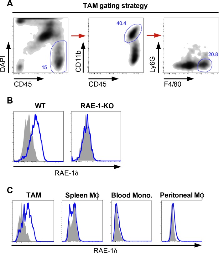 Figure 1—figure supplement 1.