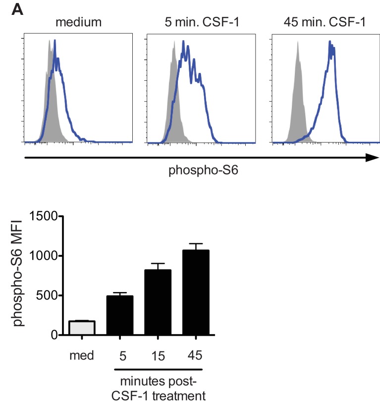 Figure 6—figure supplement 1.