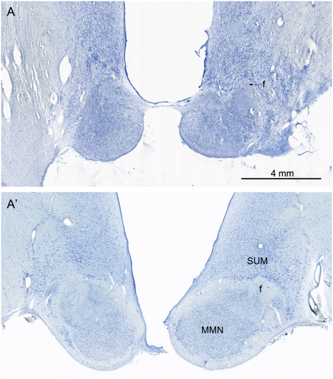 Fig. 8.