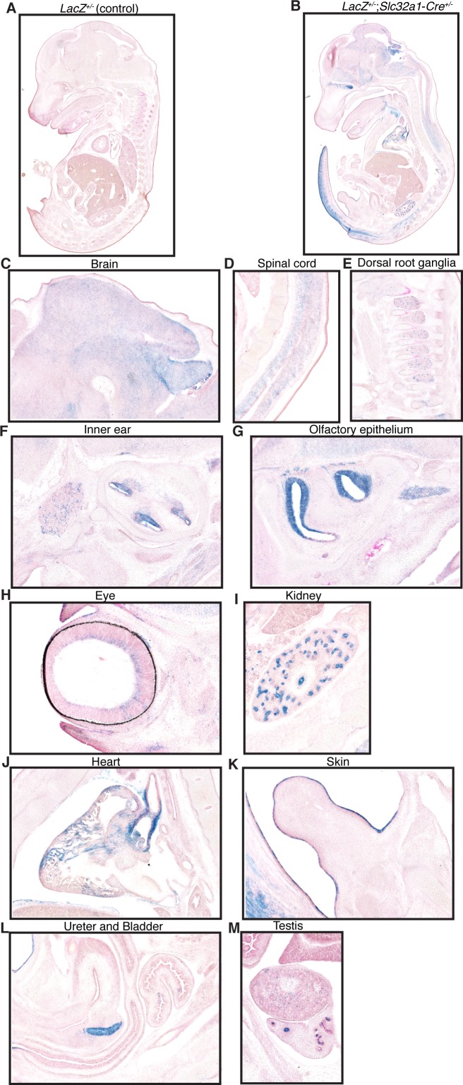 Figure 1—figure supplement 3.