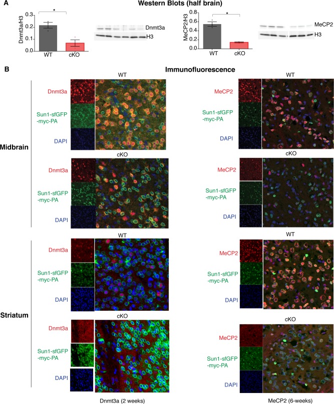 Figure 1—figure supplement 1.