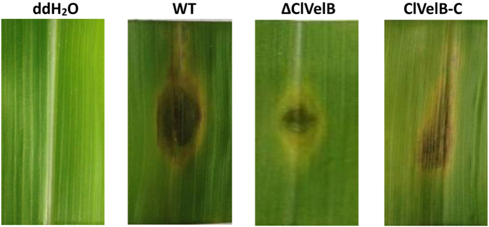 Figure 12