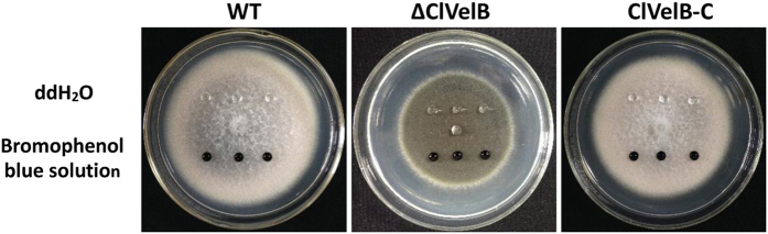 Figure 10