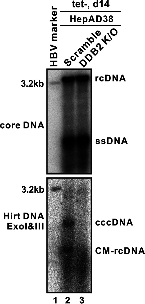 FIG 5