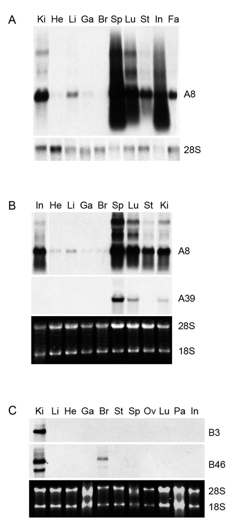 Fig. 5