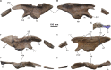 Fig 12