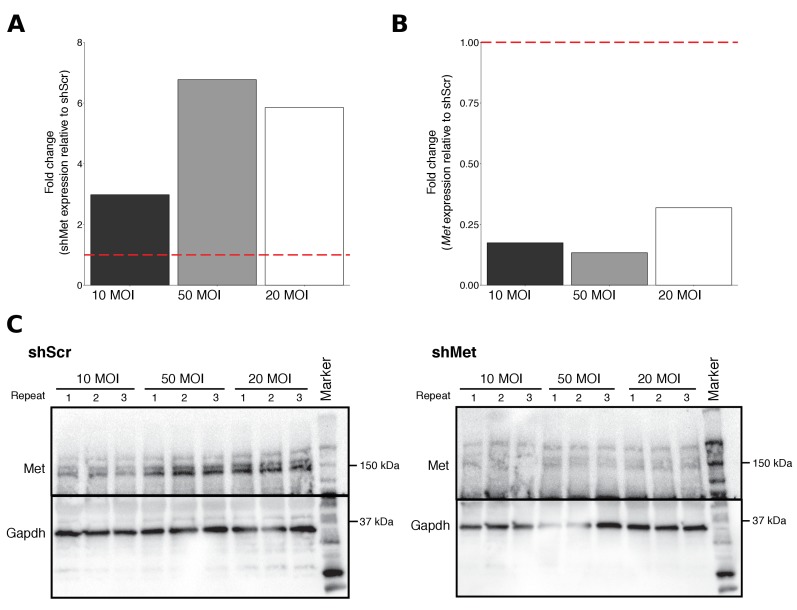 Figure 1—figure supplement 1.