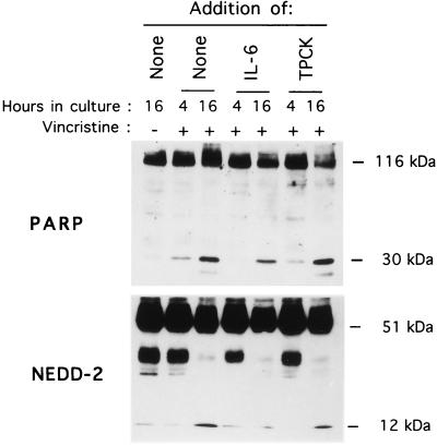 Cytokine Suppression Of Protease Activation In Wild-type P53-dependent 