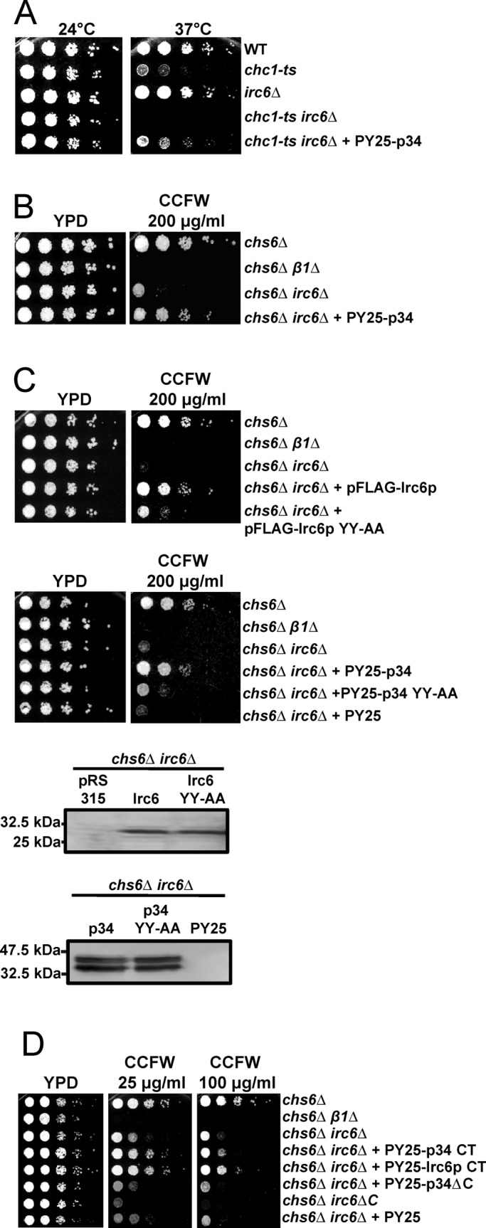 FIGURE 3: