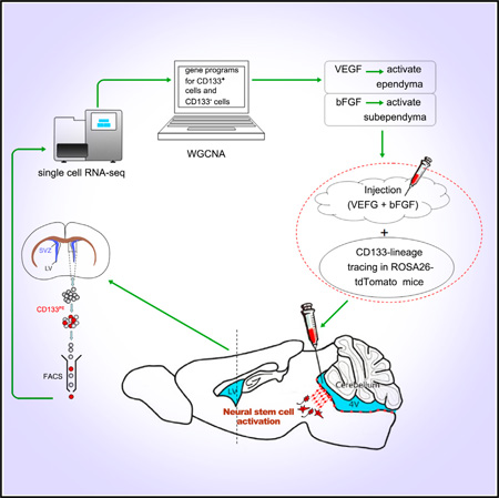 graphic file with name nihms778035f6.jpg