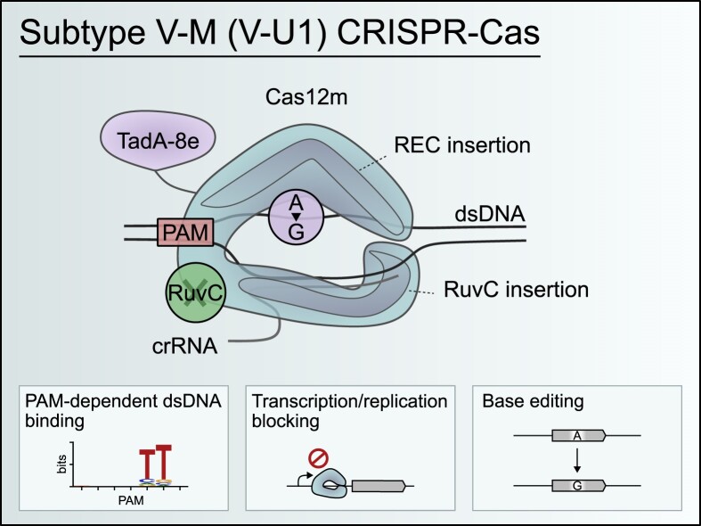 Graphical Abstract