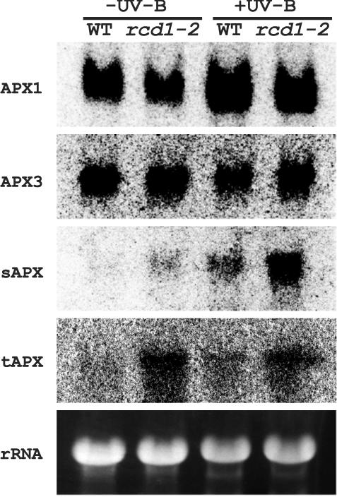 Figure 7.