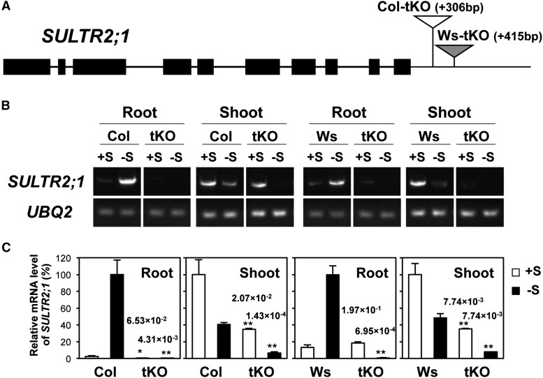 Figure 7.