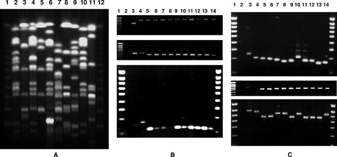 FIG. 1.