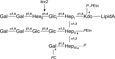 FIG. 1.