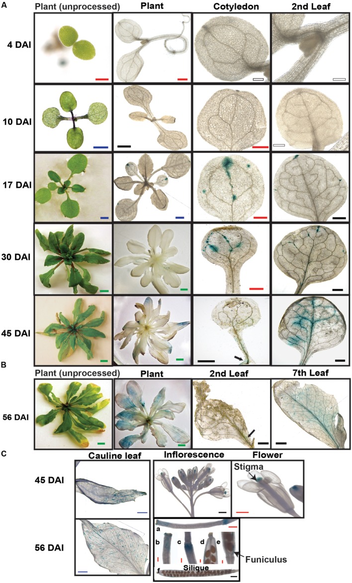 FIGURE 3