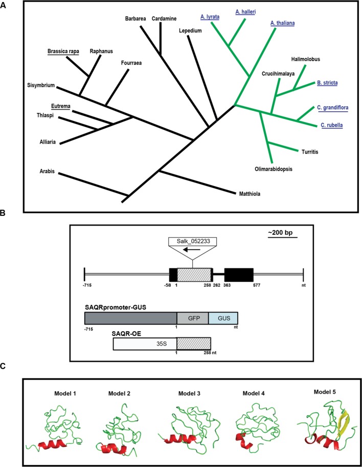 FIGURE 1