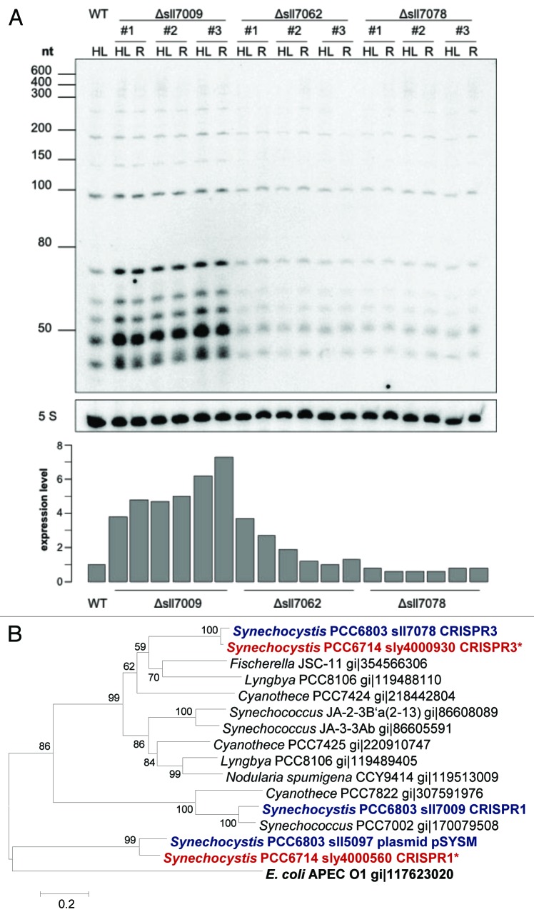 graphic file with name rna-10-852-g7.jpg