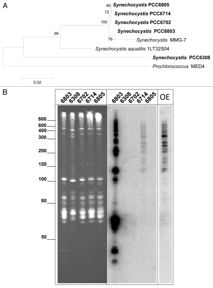 graphic file with name rna-10-852-g1.jpg