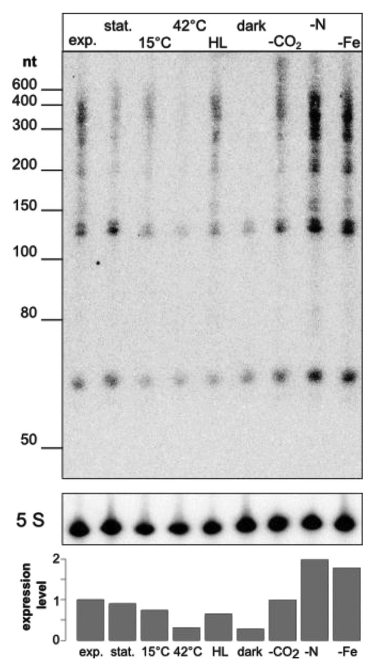 graphic file with name rna-10-852-g6.jpg