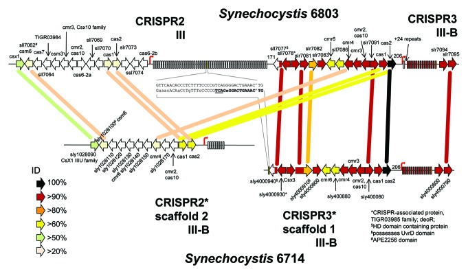 graphic file with name rna-10-852-g5.jpg