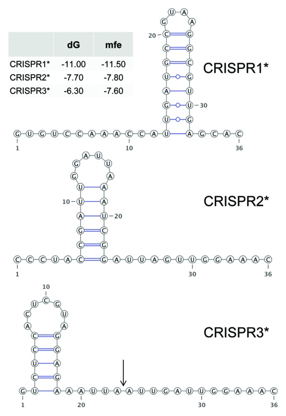 graphic file with name rna-10-852-g4.jpg