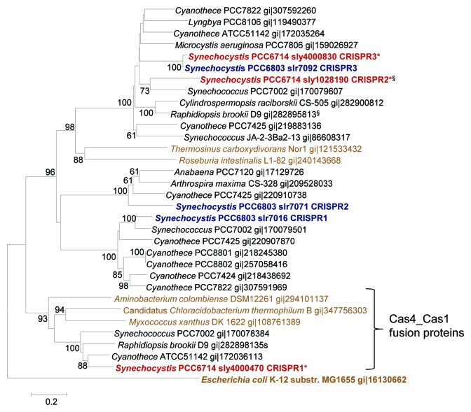 graphic file with name rna-10-852-g3.jpg