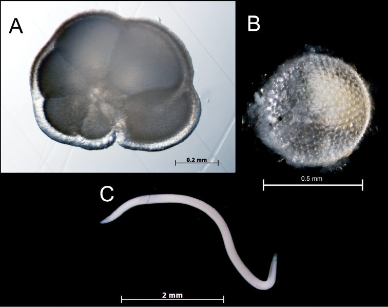 Figure 11.