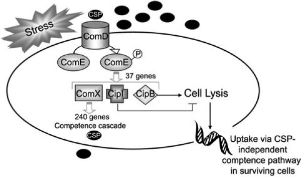 Fig. 9