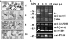 FIG 2