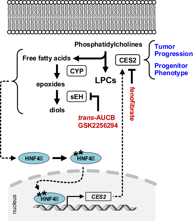 Figure 5