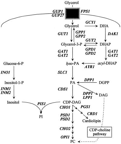 FIG. 1.