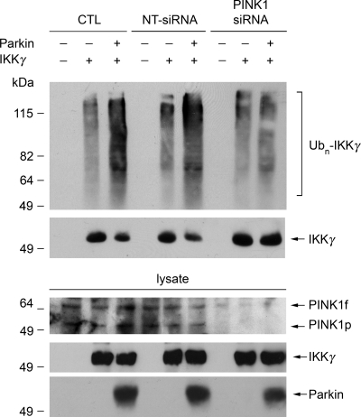 Figure 7.