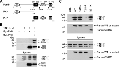 Figure 2.