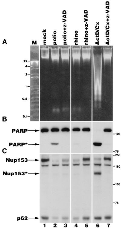 FIG. 7.