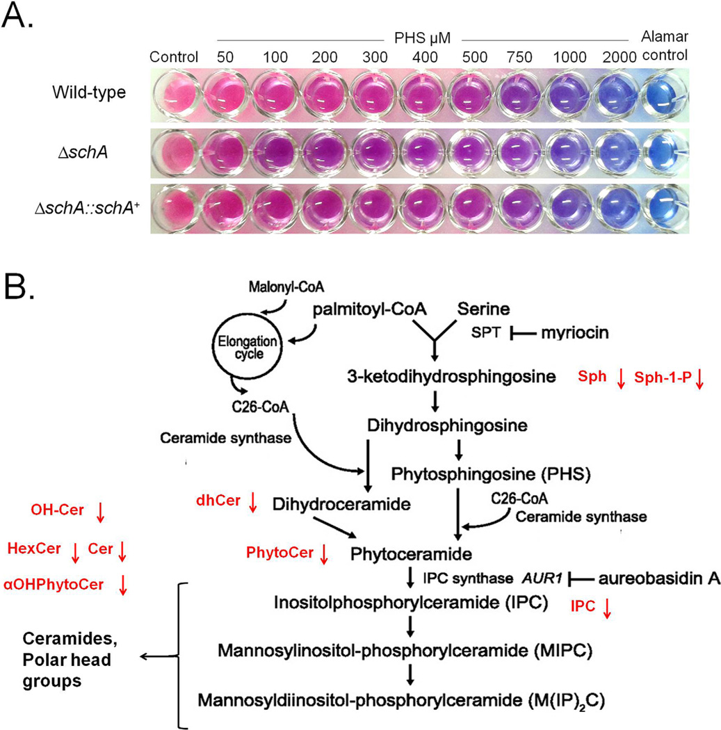 Fig. 8