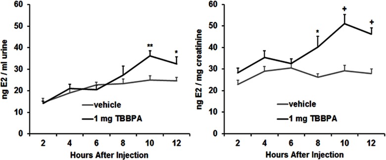 Two line graphs with standard error plotting concentration of E2 in nanograms per milliliter urine and nanograms per milligram creatinine (y-axis) across hours after injection (x-axis).