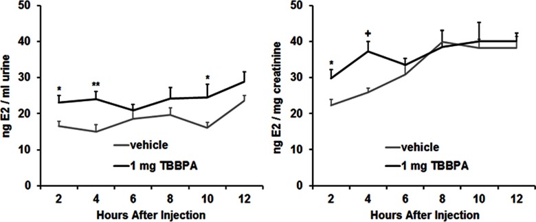 Two line graphs with standard error plotting concentration of E2 in nanograms per milliliter urine and nanograms per milligram creatinine (y-axis) across hours after injection (x-axis).