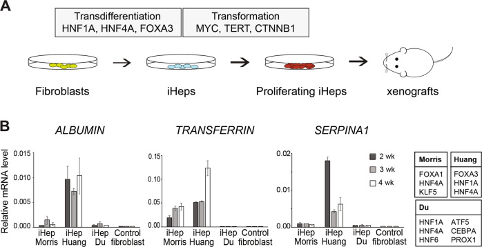 Human cell transformation by combined lineage conversion and oncogene ...