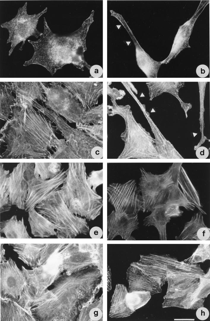 FIG. 8