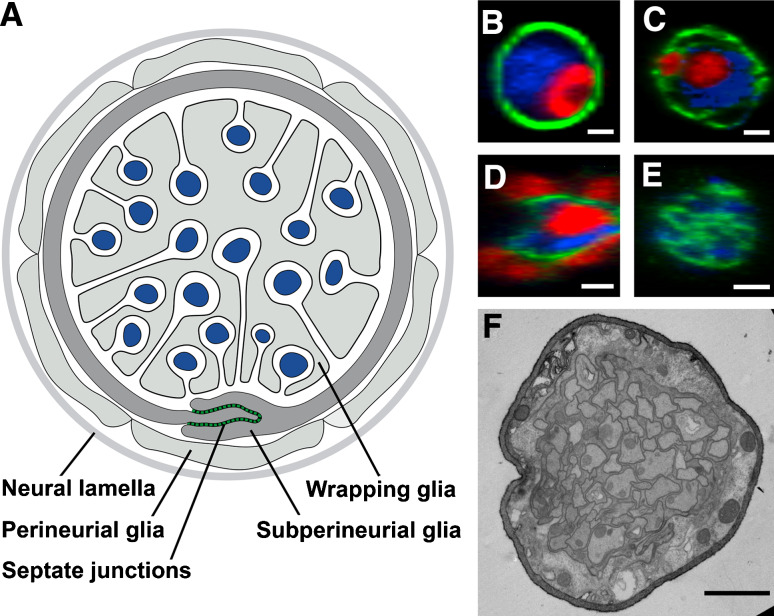 Fig. 2