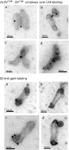 FIG. 2.