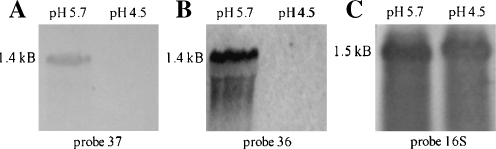 Fig. 5