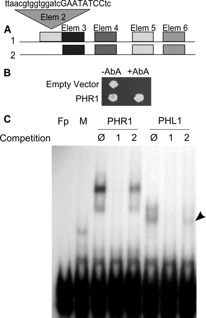 FIGURE 1.