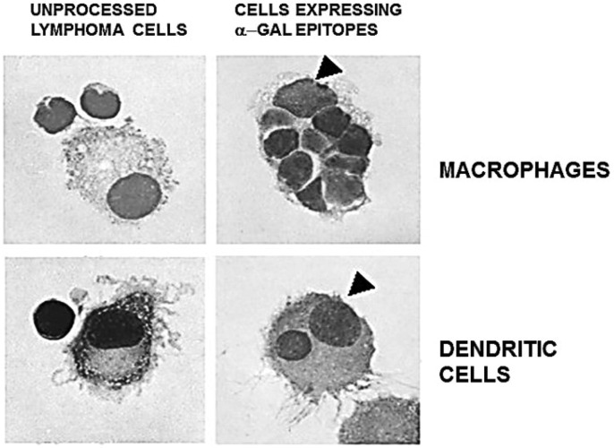 Fig. 5