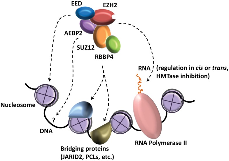 FIGURE 1.