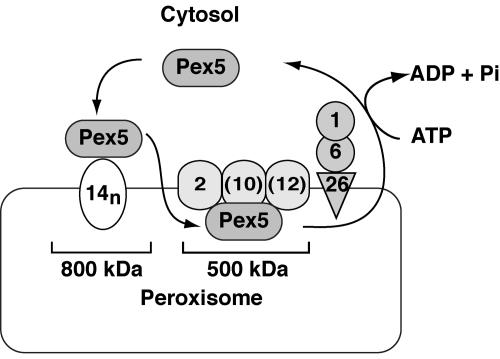 FIG. 8.