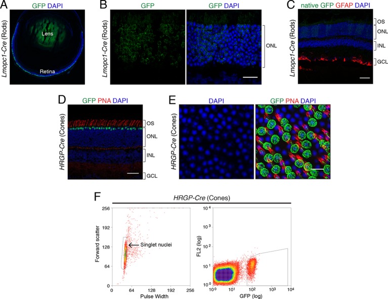 Figure 1—figure supplement 1.