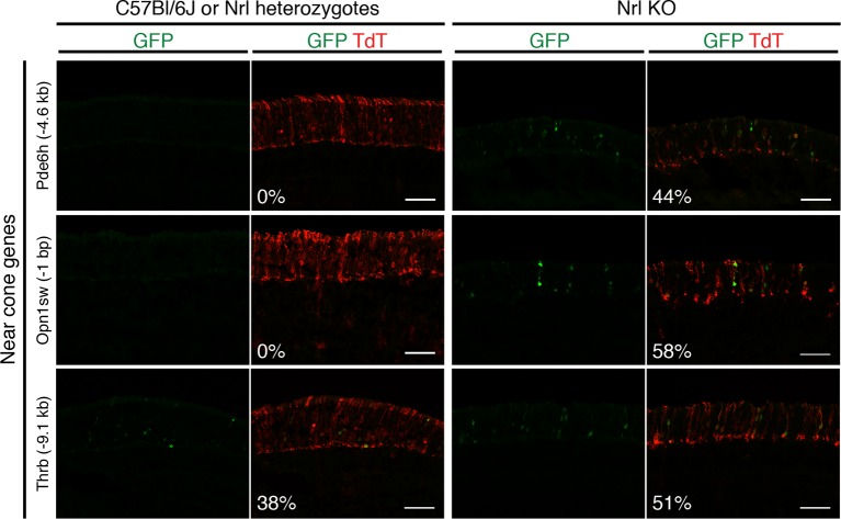 Figure 4—figure supplement 1.