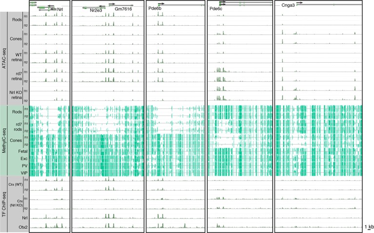 Figure 6—figure supplement 1.